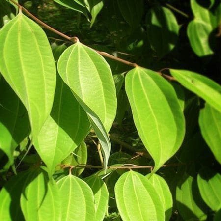 Cinnamon Leaf