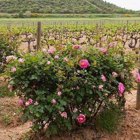 Beautiful pink roses blooming in the vineyard in Provence, Franc