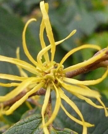 Witch Hazel Hydrosol