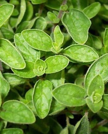 Oregano