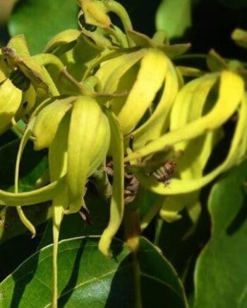 Ylang Ylang Complete