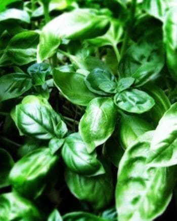 Basil, Sweet