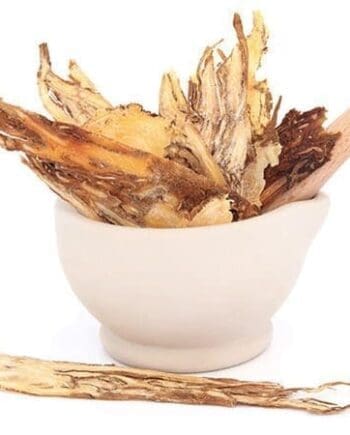 Angelica Root