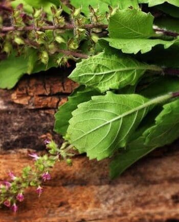 Basil, Holy