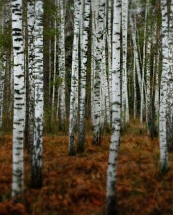 Birch, Sweet