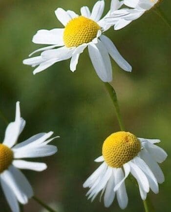 Chamomile, Roman