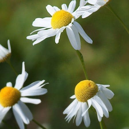 Roman Chamomile Hydrosol