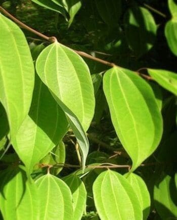 Cinnamon Leaf