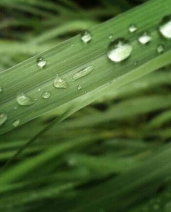 Citronella