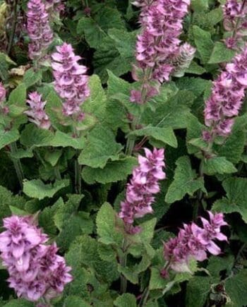 Clary Sage