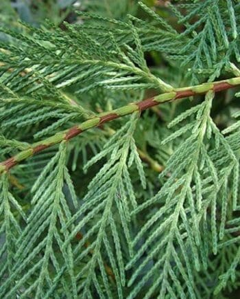 Cypress Leaf