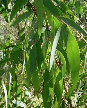 Eucalyptus