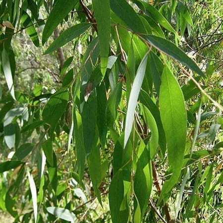 Eucalyptus