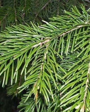 Silver Fir Needle