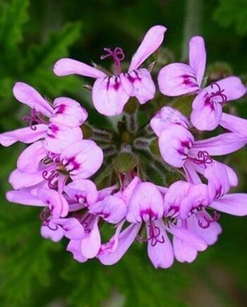 Geranium