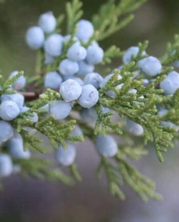 Juniper Berry