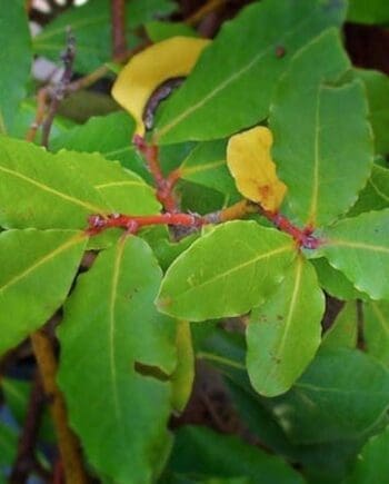 Laurel Leaf (Bay Laurel)