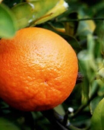 Mandarin, Red
