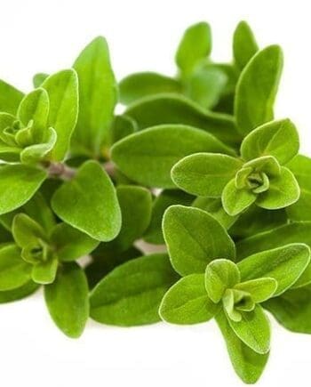 Marjoram, Sweet