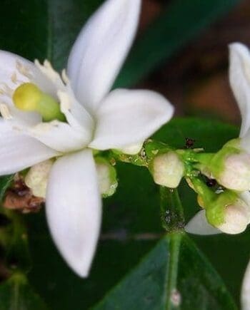 Neroli
