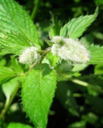 Peppermint
