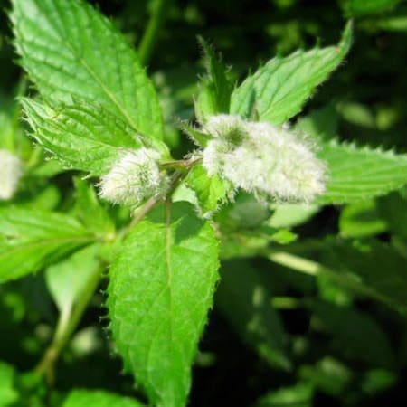 Peppermint Hydrosol