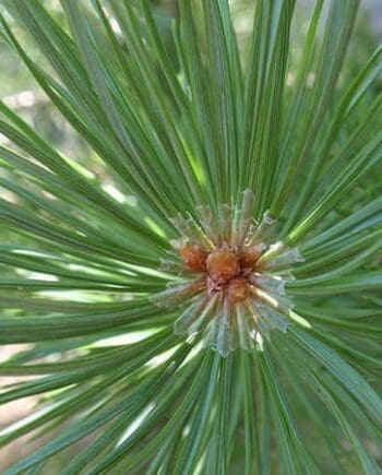 Pine Needle, Scotch