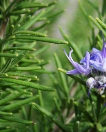 Rosemary