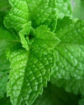 Spearmint