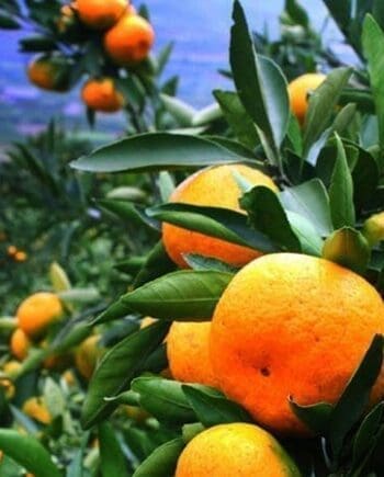 Tangerine