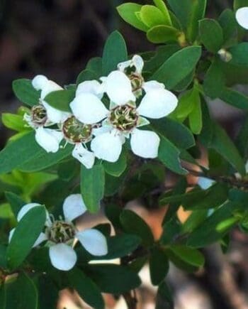 Tea Tree