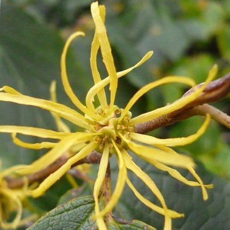 Witch Hazel Hydrosol